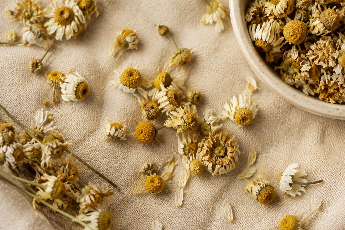Dried Chamomile Flowers: A Little Flower with a Gentle Character